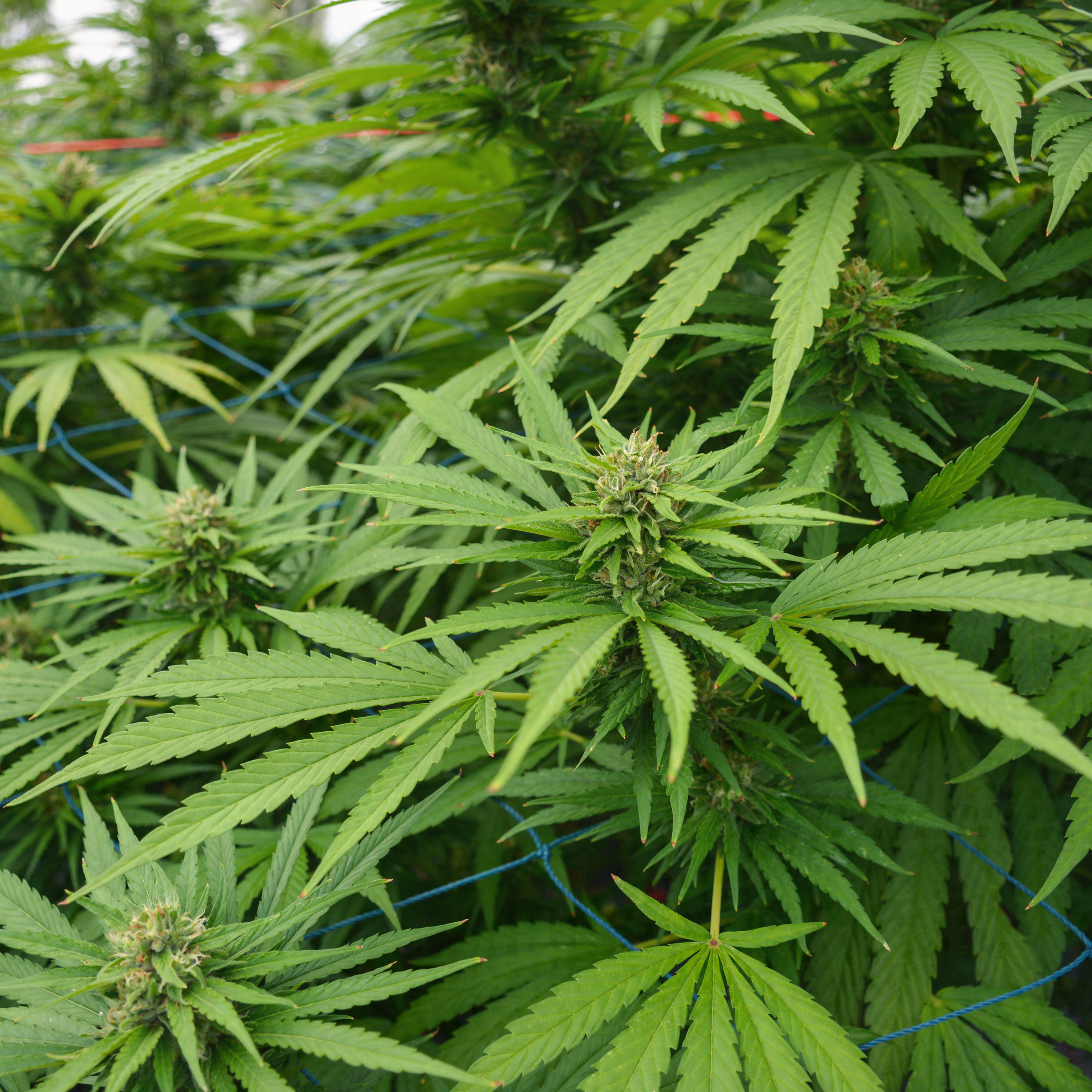 The Federal Hemp Ban: What's Really Changing in 2026 (And When)